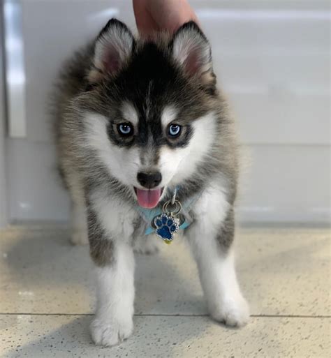 pomsky for sale near me|where to buy pomsky puppies.